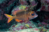 Monotaxis heterodon (Redfin Bream)