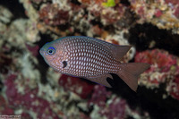 Pomacentrus magniseptus (Blackfin Damsel)