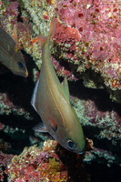Pempheris oualensis (Copper Sweeper)
