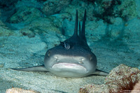 Triaenodon obesus (Whitetip Reef Shark)