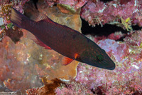 Oxycheilinus digramma (Cheek-Lined Wrasse)