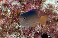 Chrysiptera caesifrons (Duskyback Damsel)