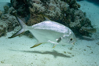 Trachinotus blochii (Snubnose Pompano)