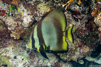 Platax pinnatus (Pinnate Spadefish)