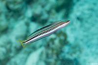 Plagiotremus tapeinosoma (Piano Fangblenny)