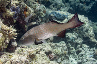 Plectropomus laevis (Blacksaddle Coral Grouper)