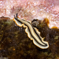 Pseudoceros sp.2 (Pseudoceros sp.2)