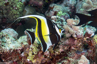 Zanclus cornutus (Moorish Idol)