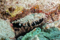 Pinctada margaritifera (Pacific Pearl Oyster)