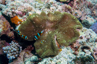 Stichodactyla mertensii (Merten's Carpet Anemone)