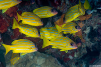 Lutjanus quinquelineatus (Five-Lined Snapper)