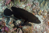 Cephalopholis boenak (Chocolate Grouper)