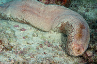 Bohadschia sp.1 (Bohadschia sp.1)