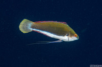 Cirrhilabrus punctatus (Dotted Fairy Wrasse)
