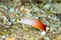 Nemateleotris magnifica (Fire Dartfish)