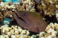 Gymnothorax javanicus (Giant Moray)