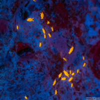 Santia sp.1 (Sponge Isopod)