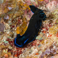 Tambja morosa (Gloomy Nudibranch)