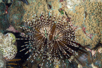 Echinothrix calamaris (Double-Spined Urchin)