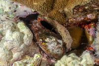 Lamarcka ventricosa (Ventricose Ark Clam)