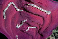 Synaptula lamperti (Lampert's Sea Cucumber)