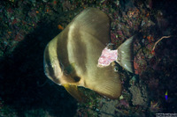 Platax teira (Longfin Spadefish)
