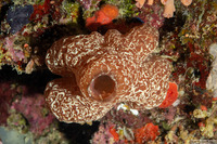 Hypodistoma deerratum (Hypodistoma deerratum)