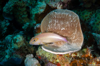 Paracirrhites arcatus (Arc-Eye Hawkfish)