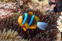 Amphiprion clarkii (Clark's Anemonefish)