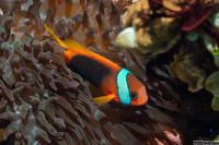 Amphiprion melanopus (Red and Black Anemonefish)