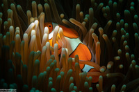 Amphiprion percula (Clown Anemonefish)