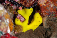 Leucetta chagosensis (Lemon Sponge)