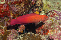 Cypho zaps (Checkered Dottyback)