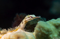 Corythoichthys conspicillatus (Network Pipefish)