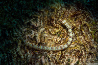 Corythoichthys conspicillatus (Network Pipefish)