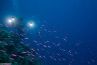 Luzonichthys waitei (Magenta Slender Anthias)