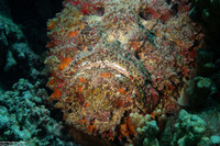 Synanceia verrucosa (Reef Stonefish)