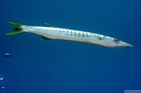 Sphyraena qenie (Blackfin Barracuda)