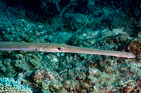 Fistularia commersonii (Bluespotted Cornetfish)