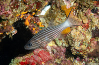 Cheilodipterus macrodon (Tiger Cardinalfish)
