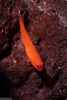 Trimma benjamini (Ringeye Pygmygoby)