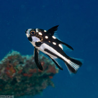 Macolor macularis (Midnight Snapper)