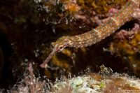 Corythoichthys ocellatus (Orange-Spotted Pipefish)
