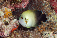 Centropyge vroliki (Pearl-Scaled Angelfish)