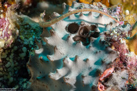 Diacarnus sp.1 (Diacarnus sp.1)