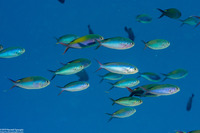 Lepidozygus tapeinosoma (Fusilier Damsel)