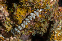 Pteraeolidia semperi (Blue Dragon Nudibranch)