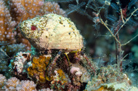 Dardanus lagopodes (Dark Knee Hermit Crab)