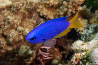 Pomacentrus coelestis (Neon Damsel)