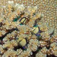 Dascyllus reticulatus (Reticulated Dascyllus)